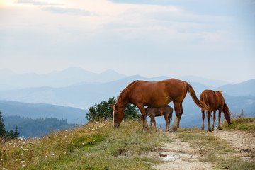 Fototapeta na wymiar horses graze in a meadow in the Carpathians mountains. Portrait of brown wild horses on background of field in summer day. cattle grazing high up in mountains. healthy food and ecology concept