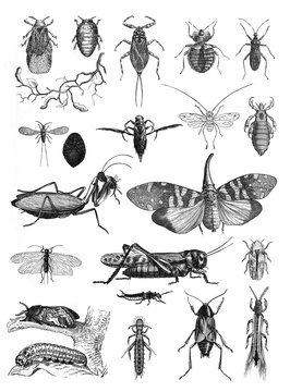 Insects collection bugs beetles and fleas many species / Antique engraved illustration from Brockhaus Konversations-Lexikon 1908