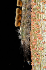 Animal, Black caterpillars on tree trunks