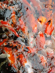 koi fish in pond