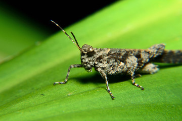 Black Groshopper perch in  green leaf. Belalang kayu (Melanoplus cinereus)