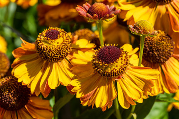 Helenium autumnale 'Western Mixture' a yellow red herbaceous summer autumn perennial flower plant commonly known as Sneezeweed