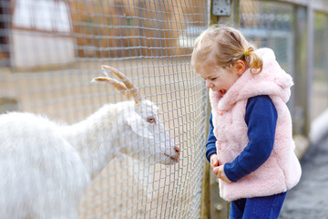 Adorable cute toddler girl feeding little goats and sheeps on a kids farm. Beautiful baby child petting animals in the zoo. Excited and happy girl on family weekend.