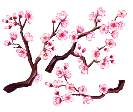 Watercolor floral sakura branches. Spring cherry blossom, isolated on white.