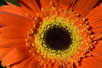 closeup of a sunflower