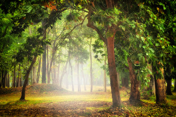 Beautiful mystical forest in the morning, nature background concept and fantasy idea