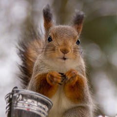 Fototapeta premium red squirrel with a bucket