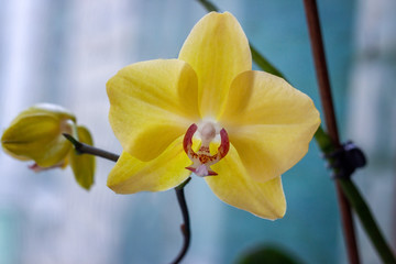 Silky yellow orchid in front of the window