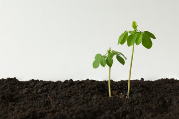 Small Moringa tree on a ground background - Moringa oleifera