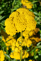 Achillea fillpendulina 'Gold Plate'  a yellow summer flowering plant commonly known as yarrow or gold plate © Tony Baggett