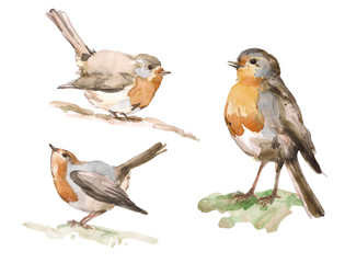 Hand-drawn set watercolor robin bird isolated on white background. Ideal for decorating a nursery, textiles and packaging. Erithacus rubecula. Elements for packaging design.