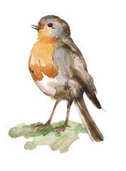 Hand-drawn watercolor robin bird isolated on white background. Ideal for decorating a nursery, textiles and packaging