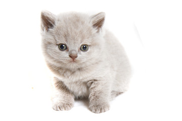 british cat kitten