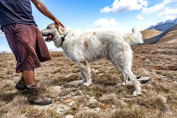 Naklejka premium Pyrenean Mastiff white- Shepherd Dog Mastin del Pirineo
