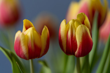Fototapeta premium red and yellow tulips in a vase on dark background