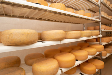 Käse Herstellung reifen Laib