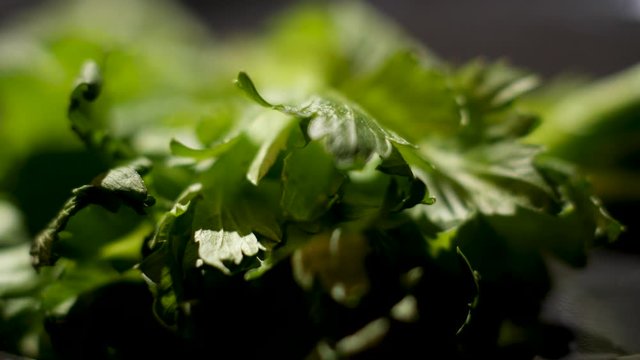 Close up of cilantro leaves lying on black table, details of cooking process. Stock footage. Heap of vibrant green coriander herb.