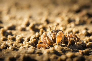 Ghost crab on the morning beach