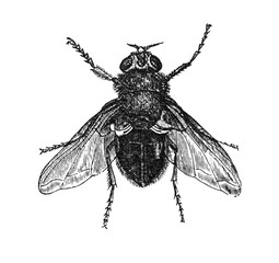 House fly / Hum fly (Calliphora vomitoria) Antique engraved illustration from Brockhaus Konversations-Lexikon 1908