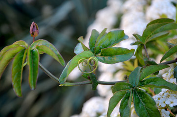 plant in the garden beautiful shrub 