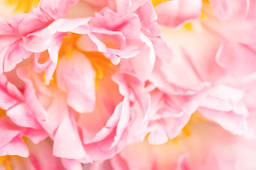 Beautiful peony pink tulips close up view. Greeting card for Mother's day, Woman's day and Wedding. Soft focus.
