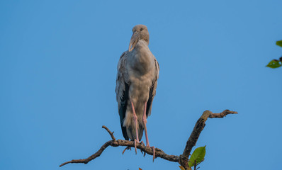 Bird on Tree