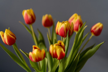 Fototapeta premium red and yellow tulips in a vase on dark background