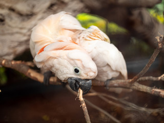 Closeup image of beautfiul cockatoo parrot eating bark from tree branch at jungle forest