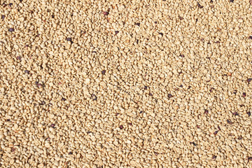 Raw coffee beans natural exposured with sunlight on a sieve outside the procedure factory before roasting process, close up, real life, lifestyle.