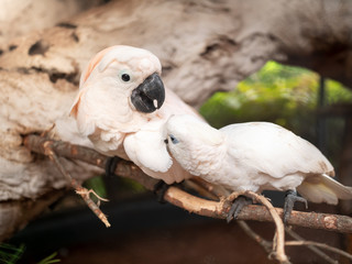 Macro image of two cockatoo parrots sitting on the branch and cleaning feather from parasites and...