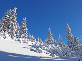 Trees covered with hoarfrost and snow in mountains