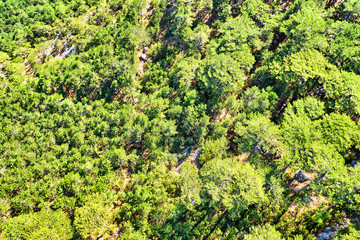 Fototapeta na wymiar aerial view of forest background with top down sight on green trees in mountain valley landscape. Abstract nature backdrop as seen from drone. Spring green foliage atop of mountain. European scenery