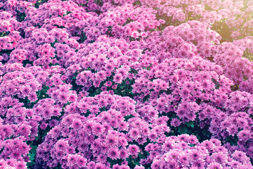 The purple color of the beautiful chrysanthemum blooming on the morning  and sun light texture background