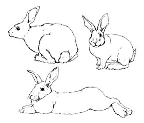 Black and white drawing of rabbits by hand on white background. Vector illustration.