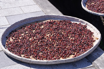 Raw coffee beans natural exposured with sunlight on a sieve outside the procedure factory before roasting process, close up, real life, lifestyle.