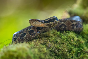 Viper, Atropoides picadoi, Picado´s Pitviper danger poison snake in the nature habitat, Tapantí...