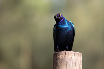 El estornino de El Cabo o estornino brillante de hombros rojos (Lamprotornis nitens)2​3​ es una especie de ave paseriforme de la familia Sturnidae, Lamprotornis nitens