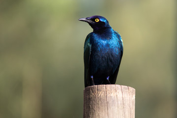 El estornino de El Cabo o estornino brillante de hombros rojos (Lamprotornis nitens)2​3​ es una especie de ave paseriforme de la familia Sturnidae, Lamprotornis nitens