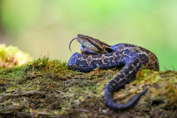 Viper, Atropoides picadoi, Picado´s Pitviper danger poison snake in the nature habitat, Tapantí NP, Costa Rica. Venomous green reptile in the nature habitat. Poisonous viper from Central America.