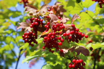 Branches of viburnum with bright red berries