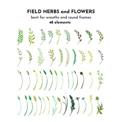 Fototapeta na wymiar Wild flowers, meadow herbs, field plants. Twigs and branches bundle. Botanical drawing. Vector illustrayion isolated