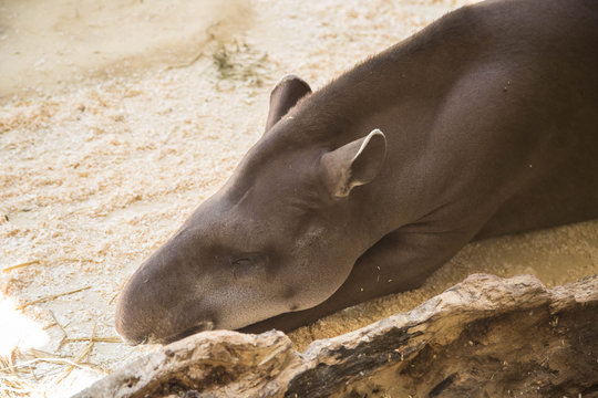 Tapir