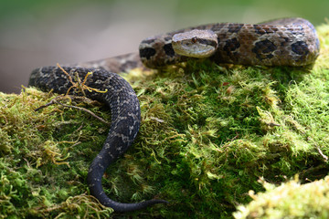 Viper, Atropoides picadoi, Picado´s Pitviper danger poison snake in the nature habitat, Tapantí NP, Costa Rica. Venomous green reptile in the nature habitat. Poisonous viper from Central America.