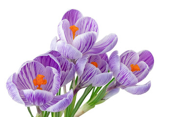 Wonderful blooming purple Crocuses (Magnoliopsida) isolated on white background, including clipping path. 