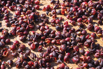 Raw coffee beans natural exposured with sunlight on a sieve outside the procedure factory before...