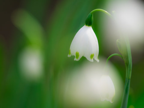スノーフレーク Images Browse 3 545 Stock Photos Vectors And Video Adobe Stock