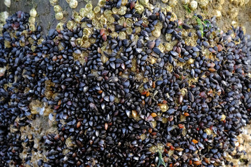 Shellfish Acorn (balanus), little black shells and moss on wooden breakwater on beach of Baltic Sea, Dziwnowek, Poland