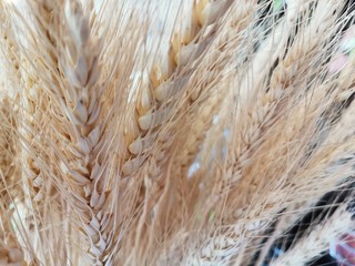 ears of wheat