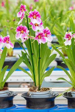 Distribution of blooming orchids on a conveyor belt