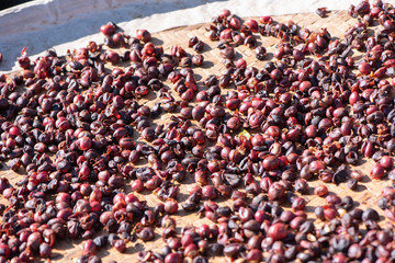 Raw coffee beans natural exposured with sunlight on a sieve outside the procedure factory before roasting process, close up, real life, lifestyle.